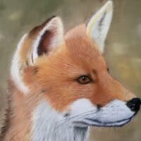 Fox by Sue Andrews Fox by Sue Andrews