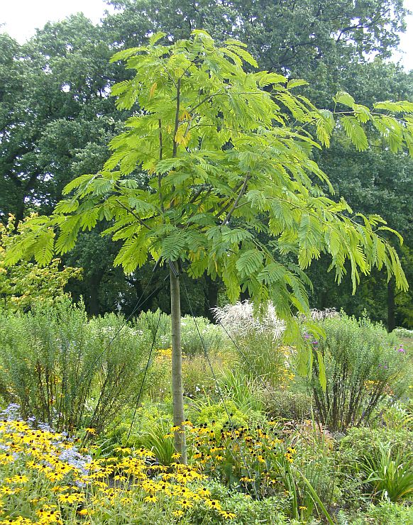 File Alter Botanischer Garten Hamburg Gewachshauskakteengewachse 6 Jpg Wikimedia Commons