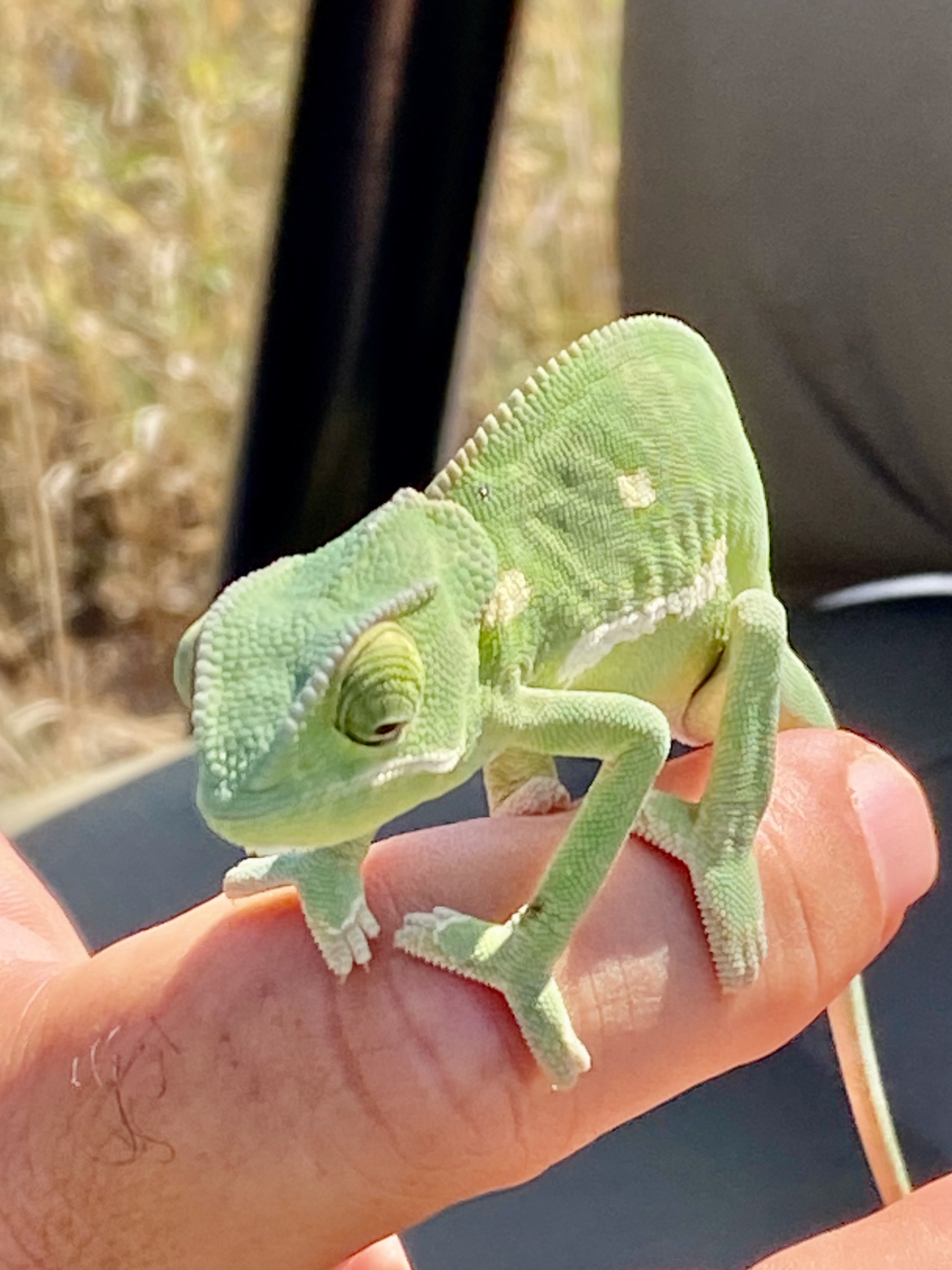 Lombardi Chameleon and Lessons on Life