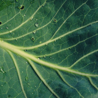 Cabbage Leaf