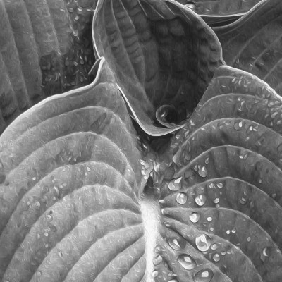 hosta center with rain