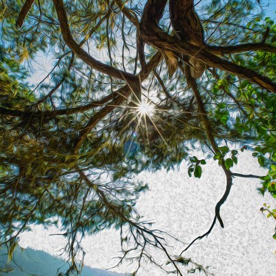 Sunburst Through the Trees