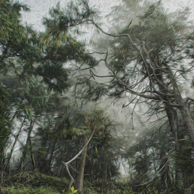 Salt Creek Trees in the Mist