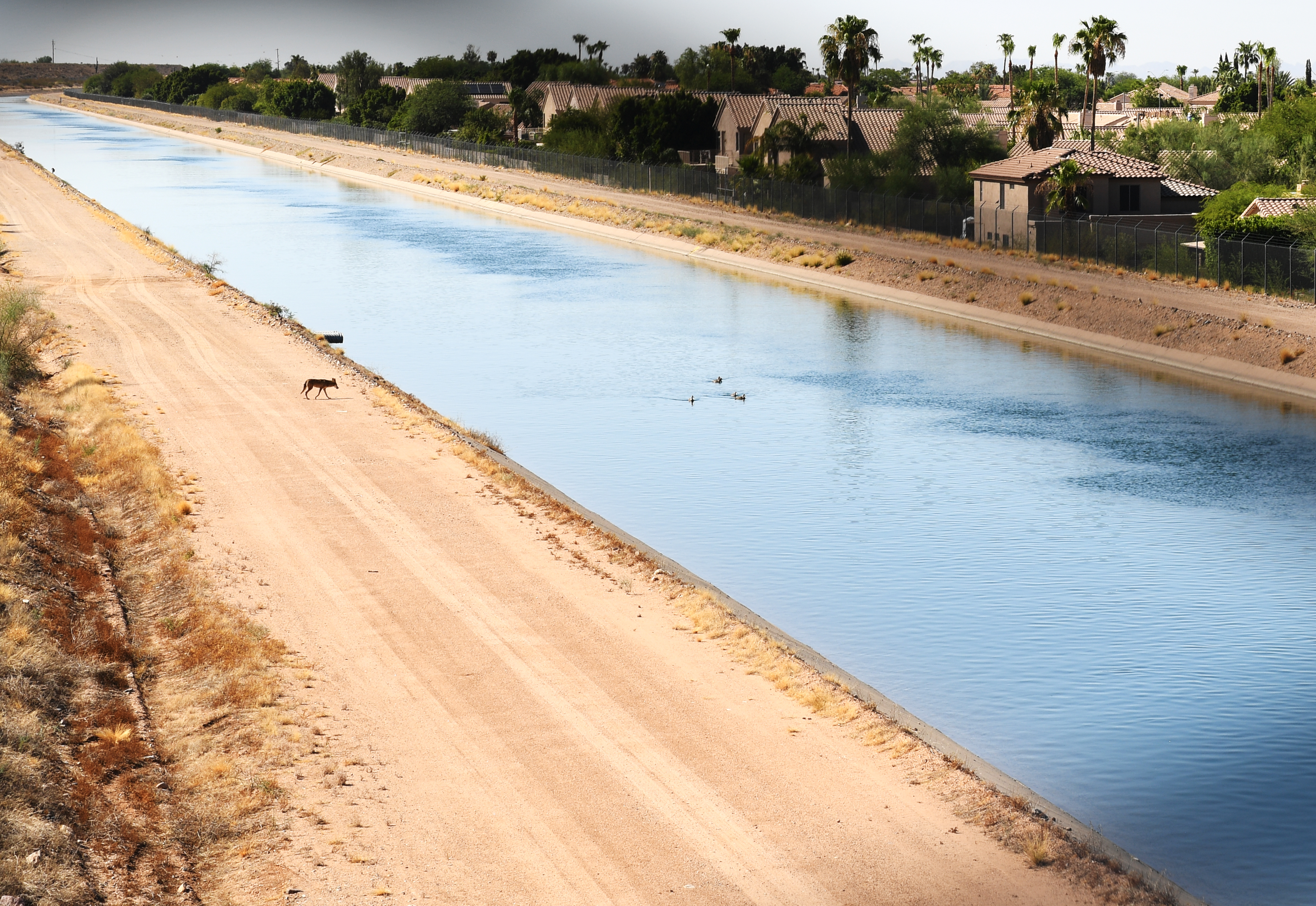 A coyote heads to a canal ...