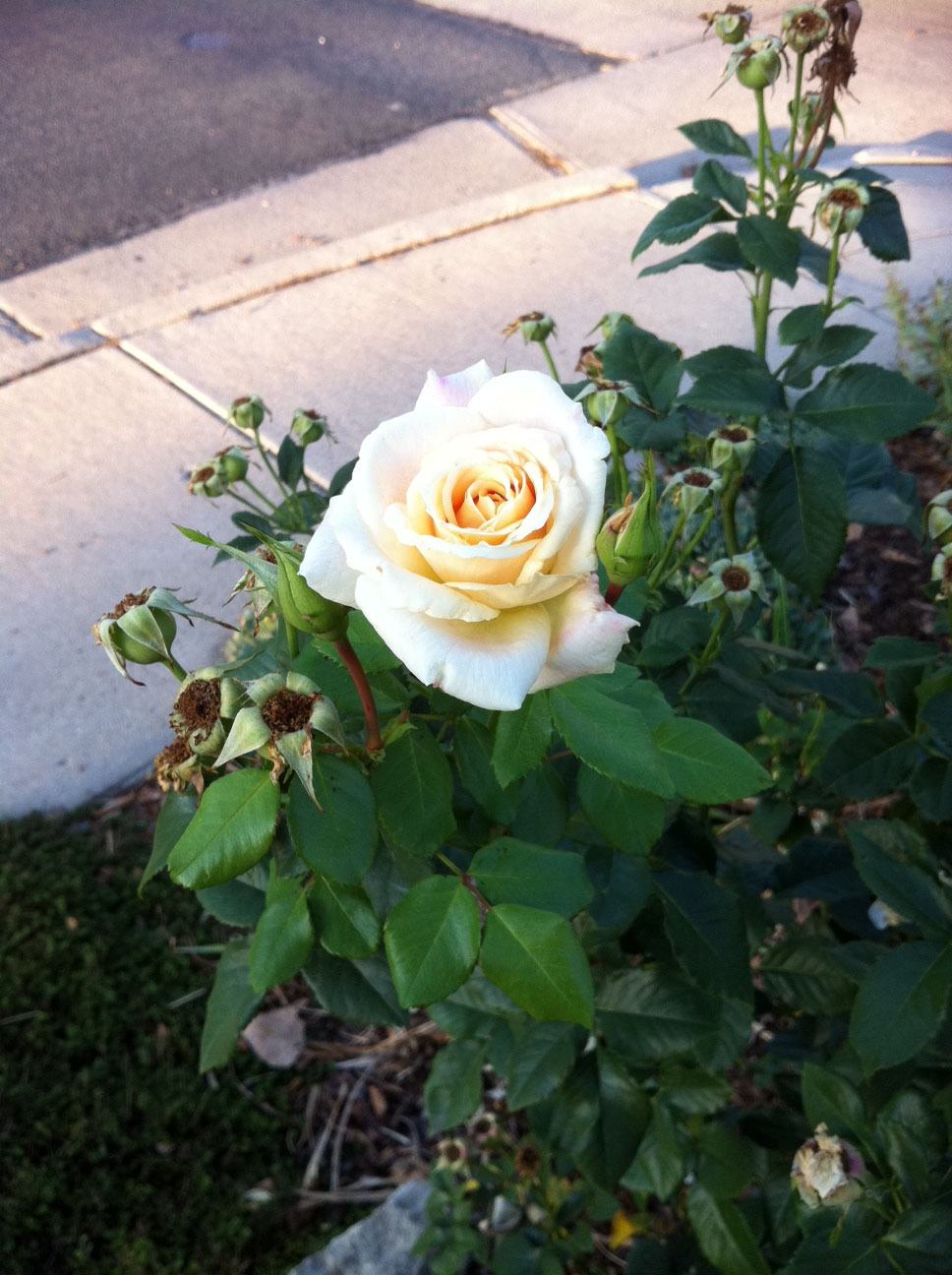 Gardening in Colorado How to prepare for fall, winter and next spring