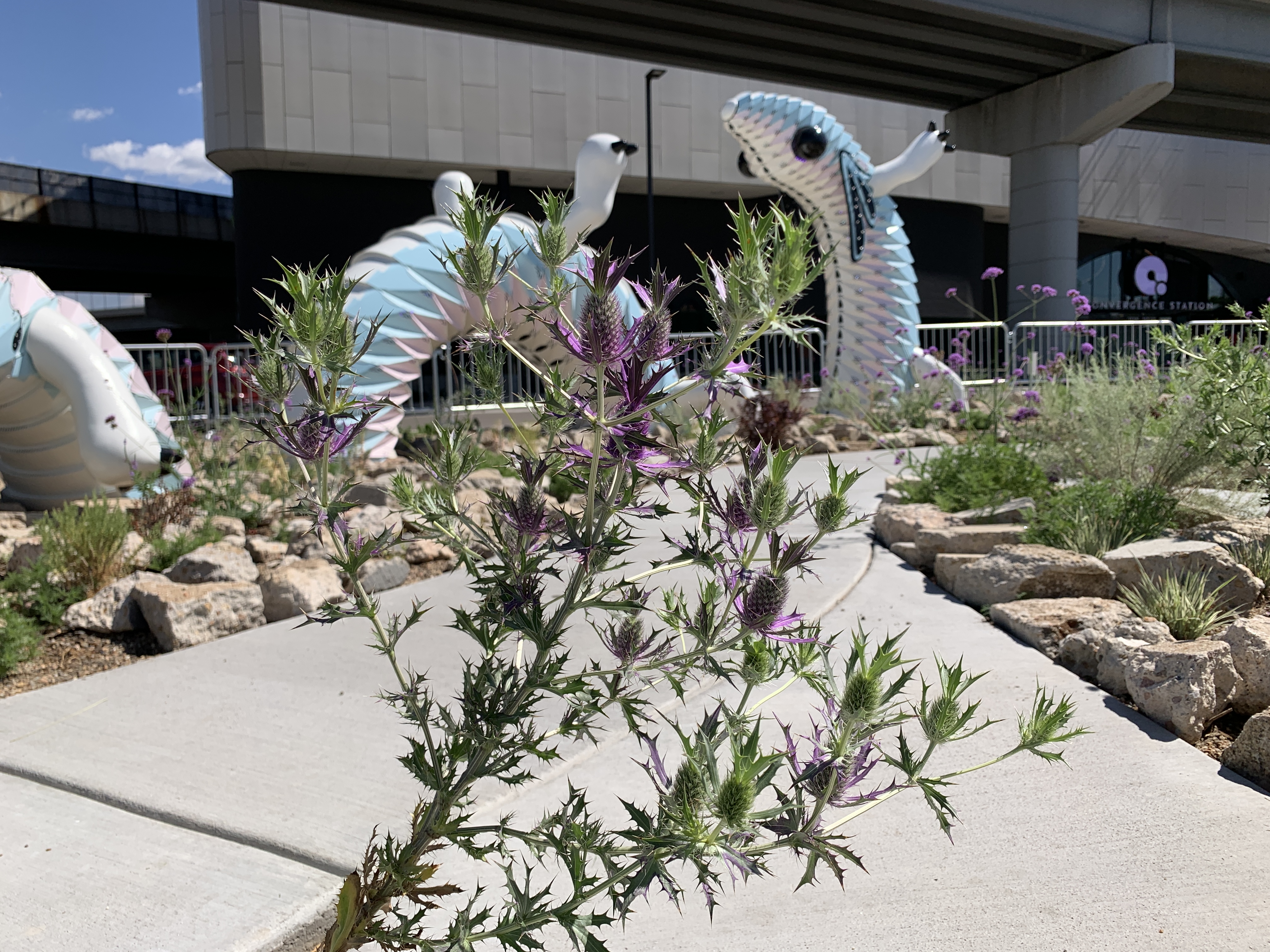 Visitors will eventually be able to walk in and through the modest Alien Dream Worlds garden outside Meow Wolf Denver. For now, it's fragile and still growing. (Provided by Kevin Williams)