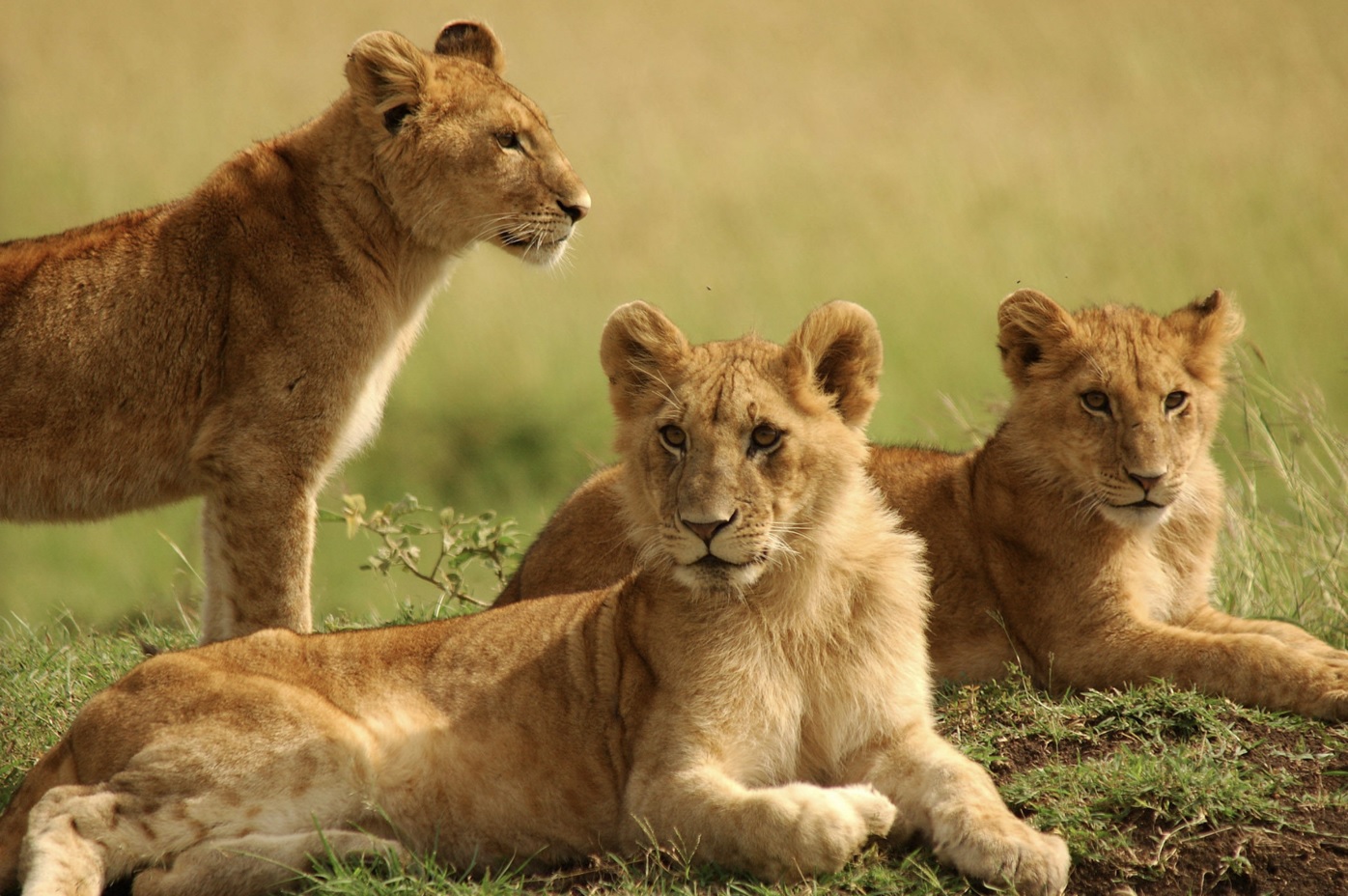 Films such as "Serengeti 3D" are already playing at Infinity Theater, which doesn't officially open until later this year. (Provided by Denver Museum of Nature & Science)