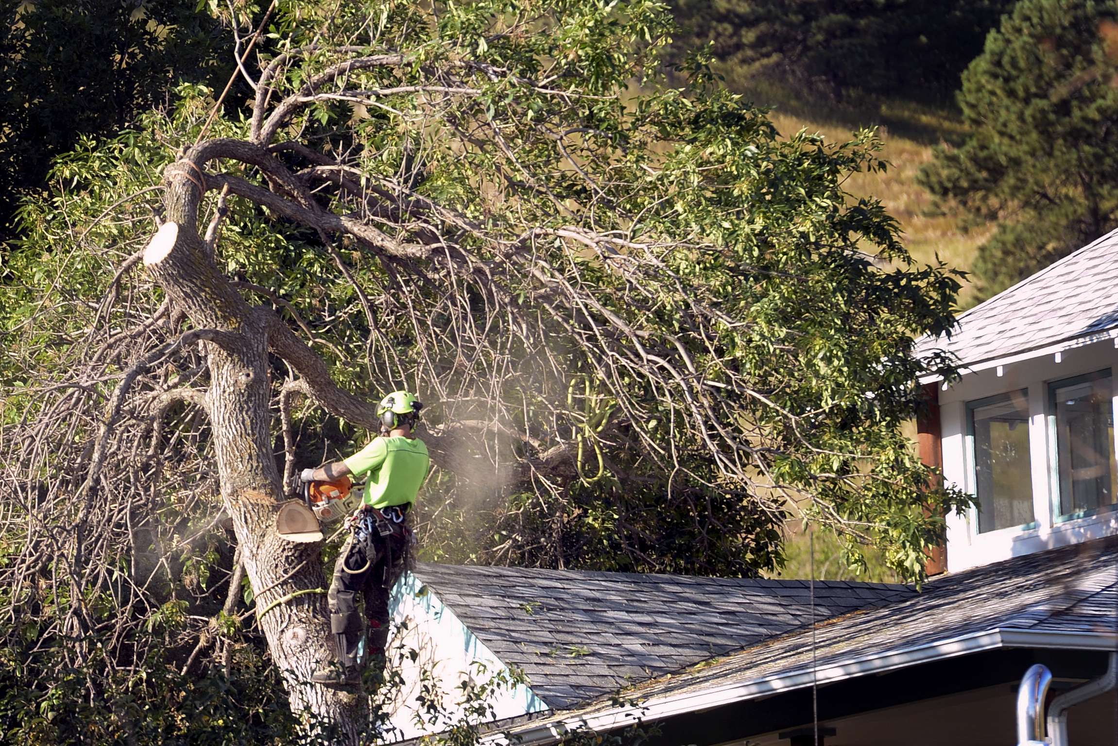 Alan Grandy, of 303 Trees, cuts down trees around the Chautauqua Ranger Cottage on Tuesday, Sept. 10, 2019. Trees were removed because two of the five trees showed indications of Emerald Ash Borer infestation. (Photo by Cliff Grassmick/Daily Camera)