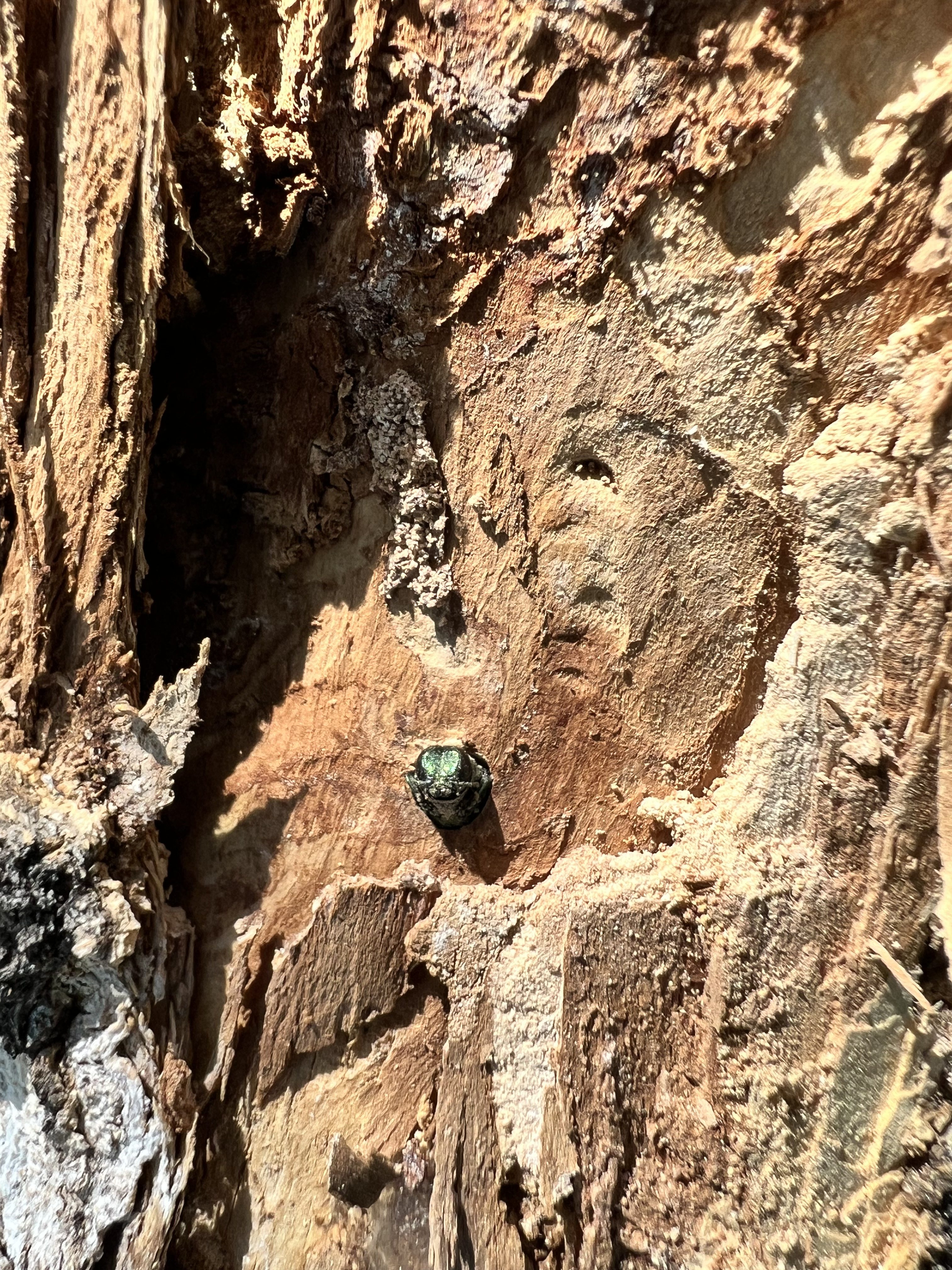 An adult emerald ash borer peeks out from an ash tree in Carbondale in June. The ash-devouring pest was discovered for the first time on Colorado's Western Slope last month, on the eve of the 10th anniversary of the first detection of the beetle in Colorado. (Photo courtesy of Wes Worthington/Peak Tree Works)