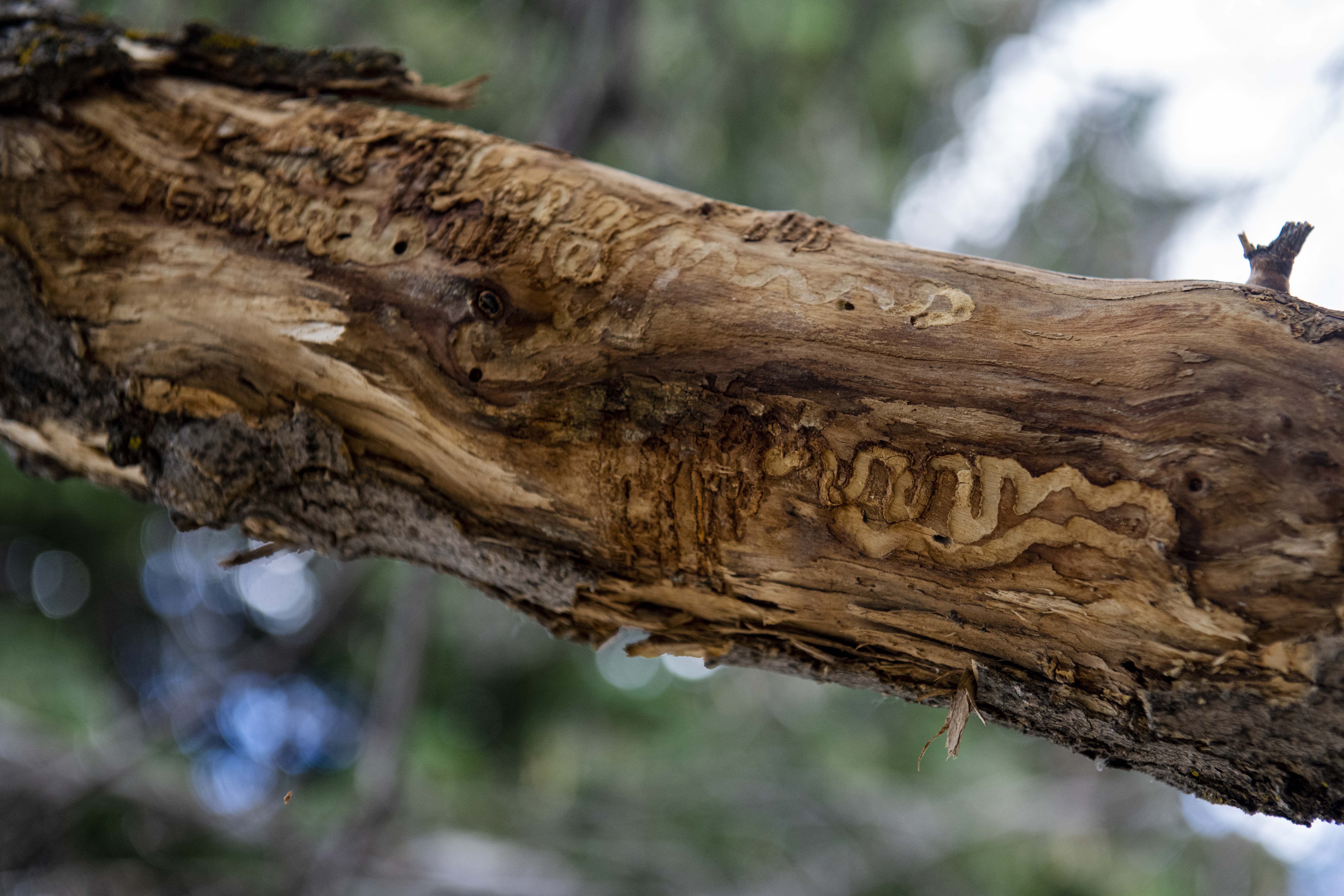 Signs of the invasive Emerald Ash Borer are visible on a large branch of a tree in front of a residence in Carbondale on June 12, 2023. (Photo by Kelsey Brunner/Special to The Denver Post)