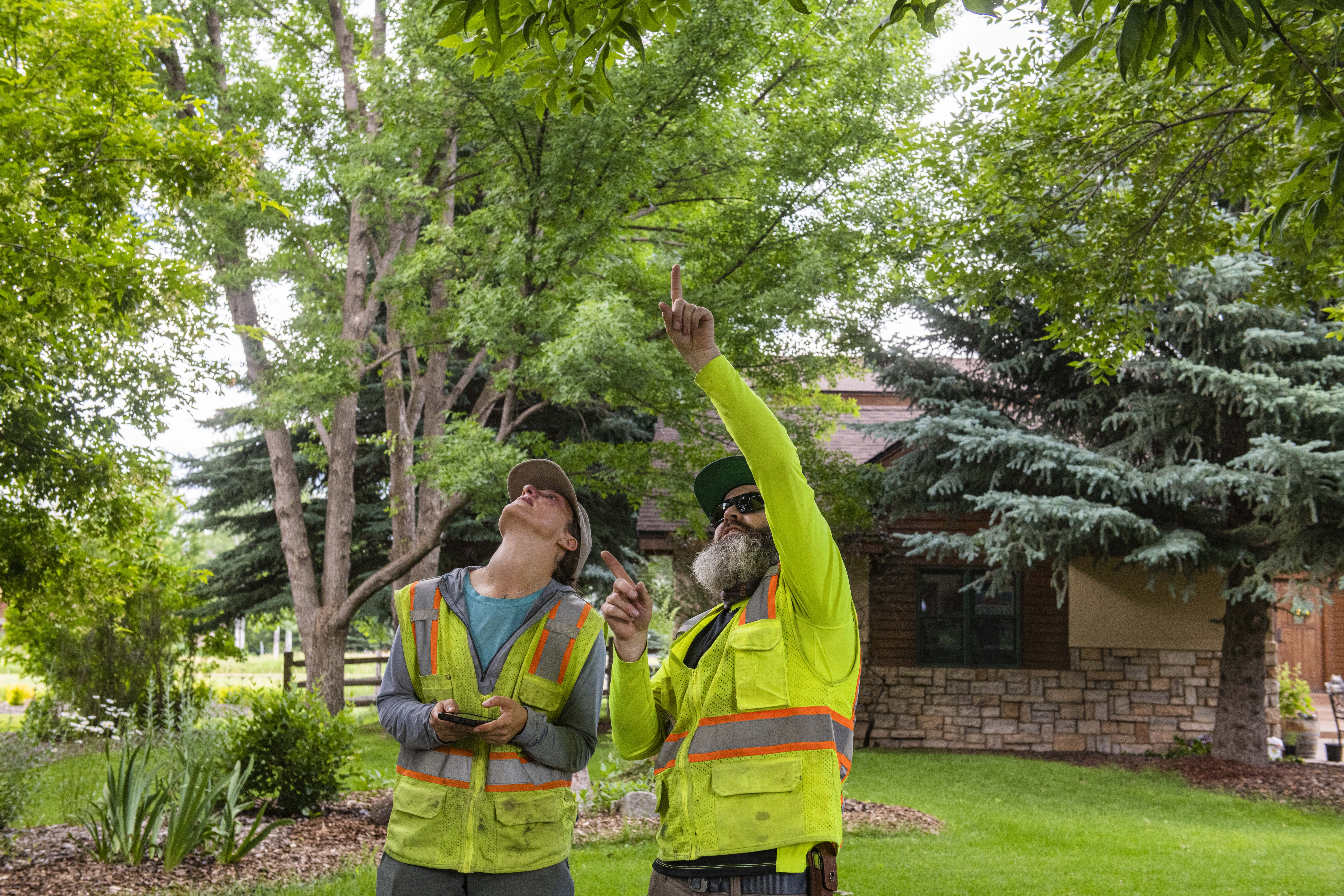 Carl Meinecke and Allison Uri, public landscape technician, look for signs of Emerald Ash Borer damage to an ash tree in River Valley Ranch in Carbondale on June 12, 2023. (Photo by Kelsey Brunner/Special to The Denver Post)