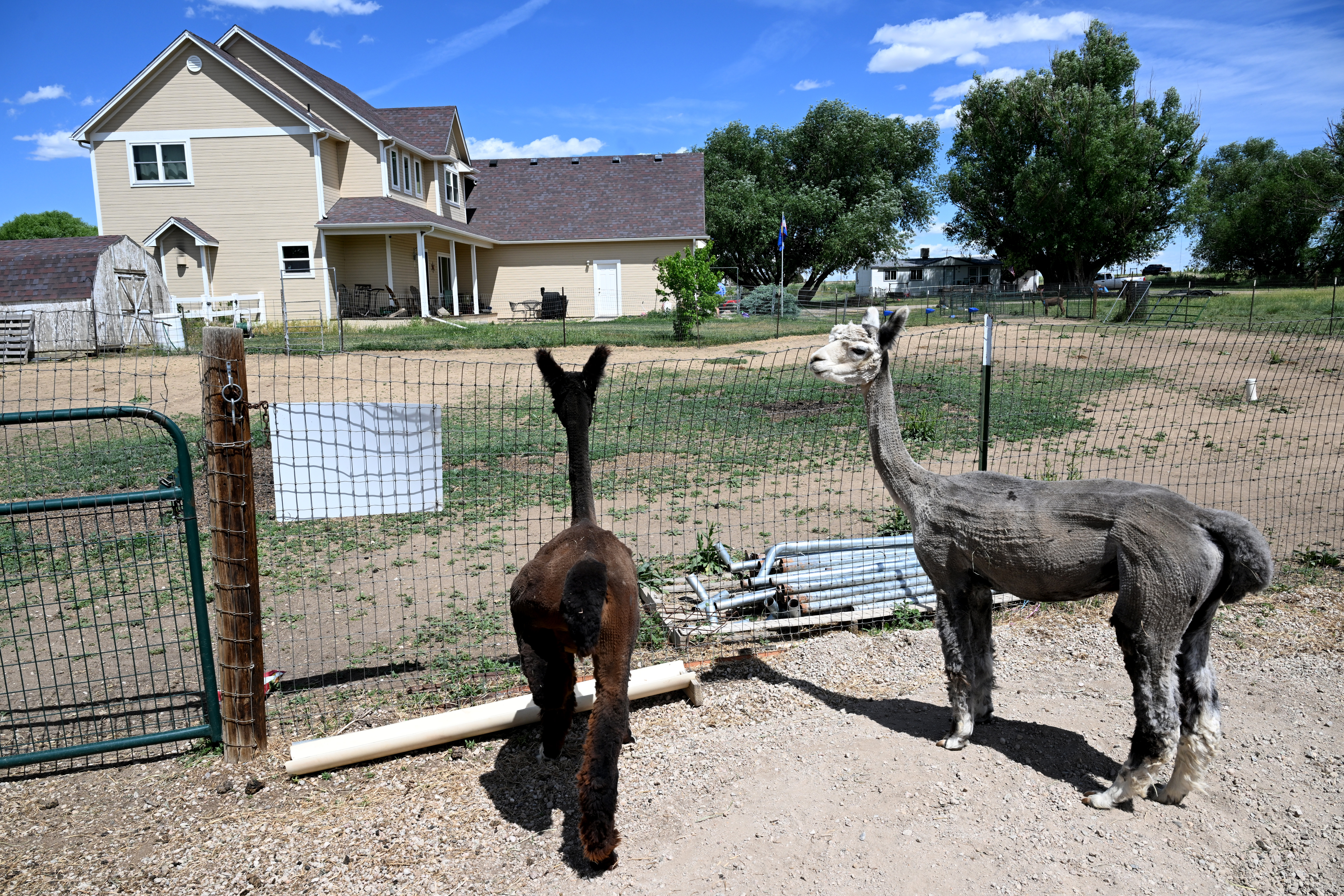 Two Alpaca look out towards the farm house belonging to Annie Danielson, owner of Annie's Alpaca Ranch in Longmont, Colorado on June 4, 2024. The Alpaca Farm also allows campers and those with RVs to camp overnight and learn more about the animals at the ranch. RVing got big during the pandemic and is still one of the most popular pastimes. Harvest Hosts is a Vail-based company that coordinates with local business willing to host overnight campers. The campers must be able to take care of all their own needs: water, bathrooms. Campers are encouraged to patronize the businesses in return for the overnight parking. Harvest Hosts estimates most campers spend about $50 per stay. Harvest Hosts coordinates with local businesses willing to provide overnight parking for RV travelers. (Photo by Helen H. Richardson/The Denver Post)
