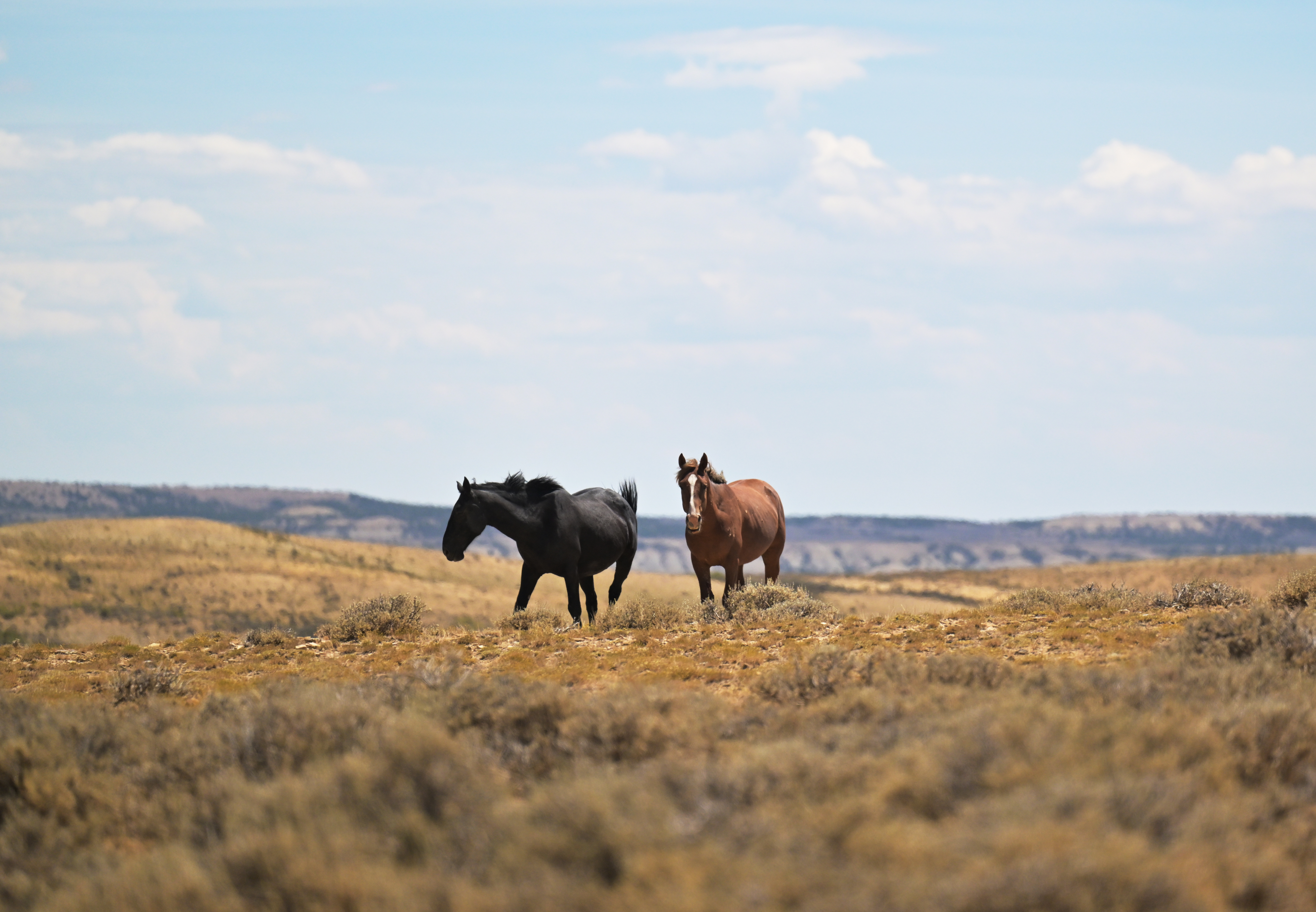 Colorado expands wild horse fertility control program to reduce roundups and manage growing herds
