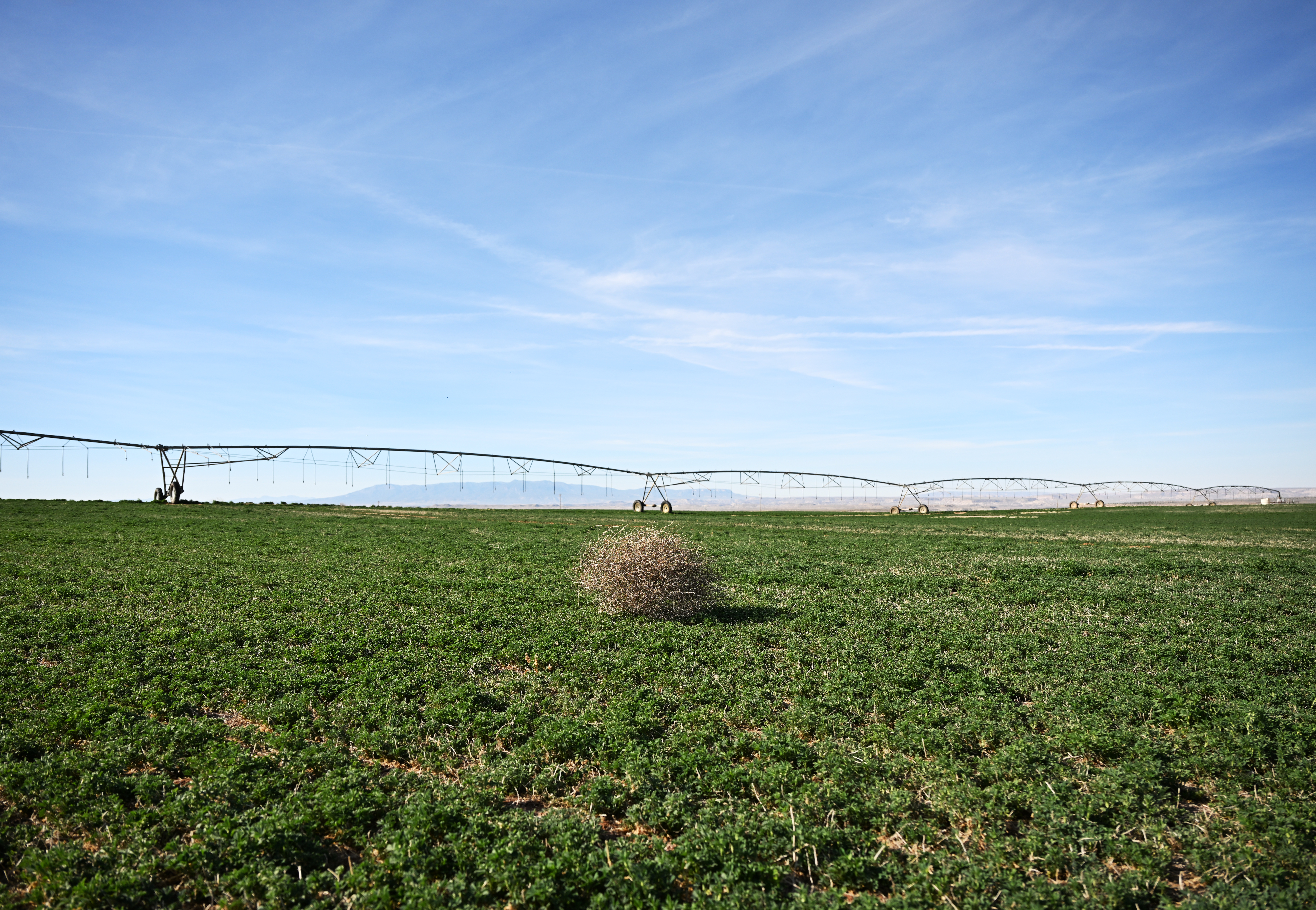 A tumbleweed drifts through the middle of an alfalfa field at the Ute Mountain Ute Tribe's Farm and Ranch Enterprise on March 24, 2026, in Towaoc. Simon Martinez, general manager of the Ute Mountain Ute Farm and Ranch Enterprise, said the operation planned to run on just 10 percent of its allocated Colorado River water this summer due to low snowpack. (Photo by RJ Sangosti/The Denver Post)