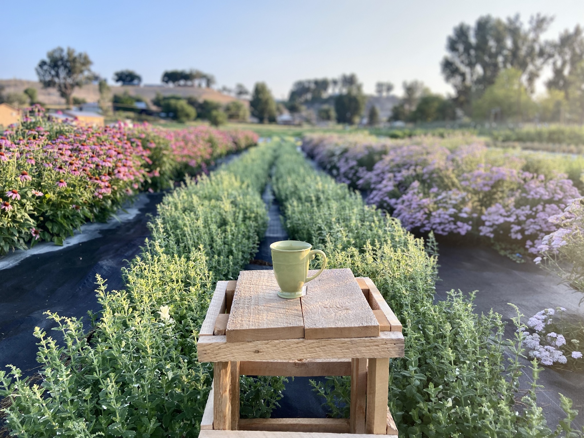 In Hotchkiss, Elevation Mountain Grown Herbal Tea has a 5-acre farm that is open to the public for tours and special events, including seasonal you-picks, and painting and bouquet-making classes. (Provided by Elevation Mountain Grown Herbal Tea)