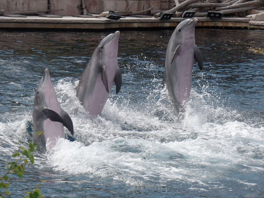 Tanz auf der Schwanzflosse (Foto: Oliver Schmid)