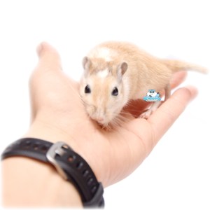mongoolse gerbil tam op de hand