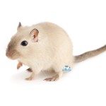 mongoolse gerbil siamees kleur