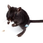 mongoolse gerbil zwart kleur
