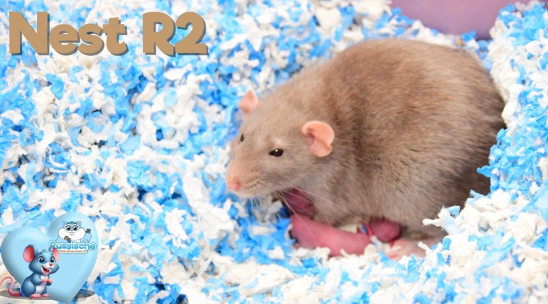 Tamme Ratten Nestje Rittens