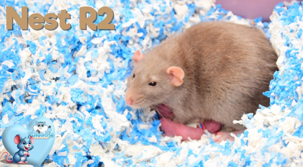 Tamme Ratten Nestje Rittens