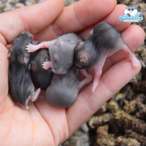 Russisch Dwerghamster baby jongen in de hand, wildkleur en blauw wildkleur een paar dagen oud