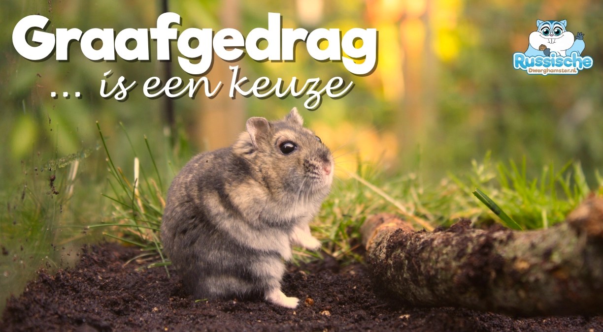 graafgedrag bij dwerghamsters