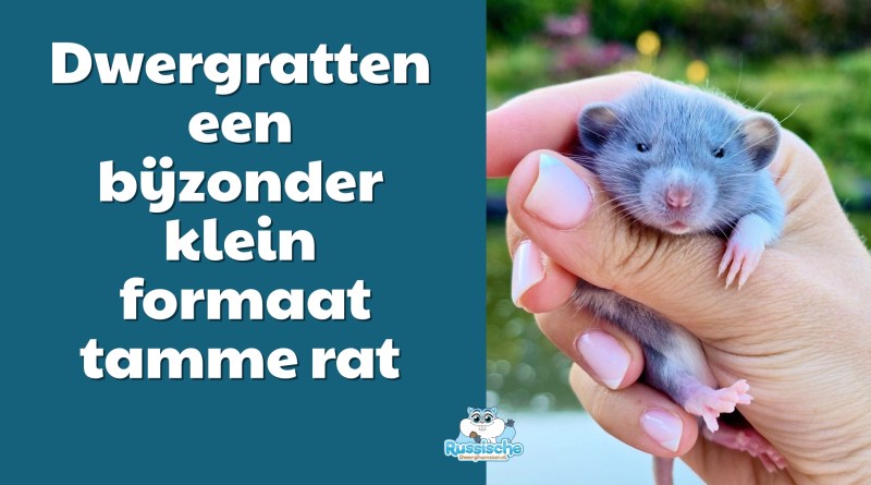 dwergratten blog