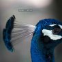 BPG Vs JPEG | A New Quality Image Format For Web Graphics