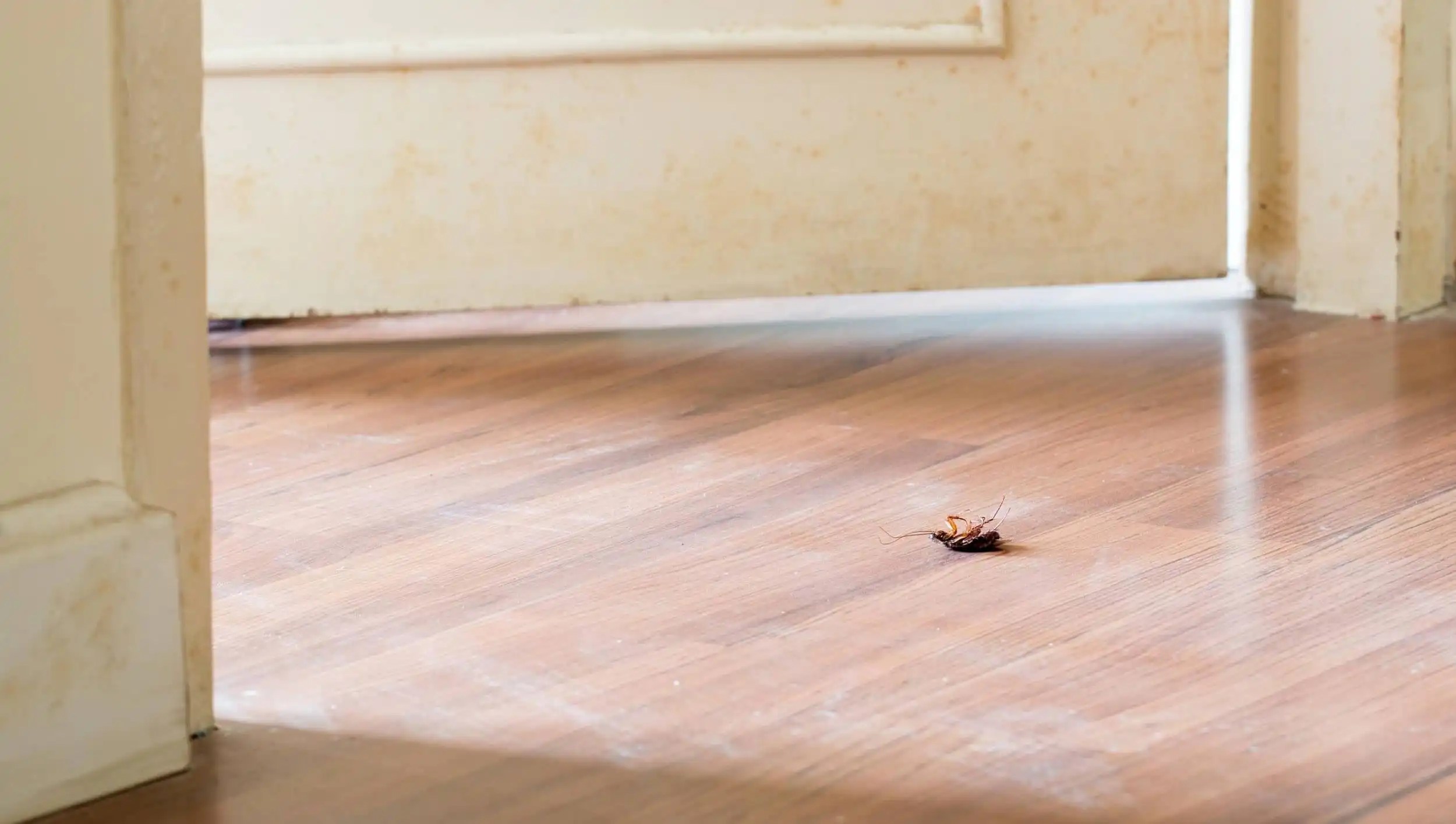 How to Protect Your Home from Creepie Crawlies