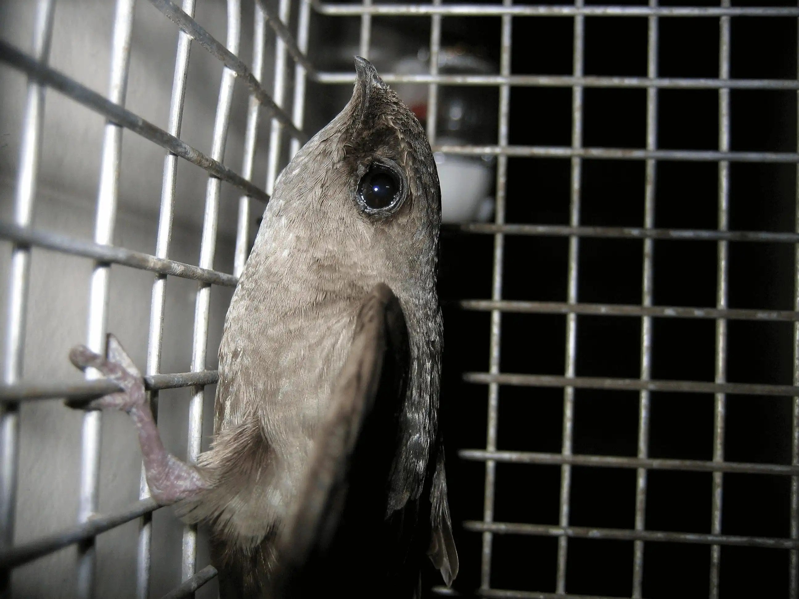 Why birds are nesting on your home?