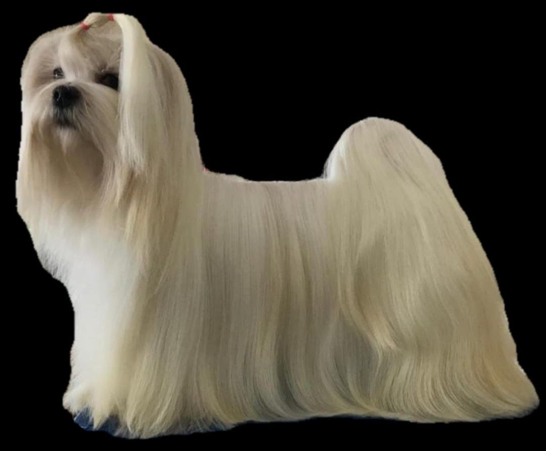 Je vous remercie de la bienveillante attention que vous accorderez à ma demande. Elevage Familial De Shih Tzu Et Bichons Maltais Elevage Des Merveilles D Oceane