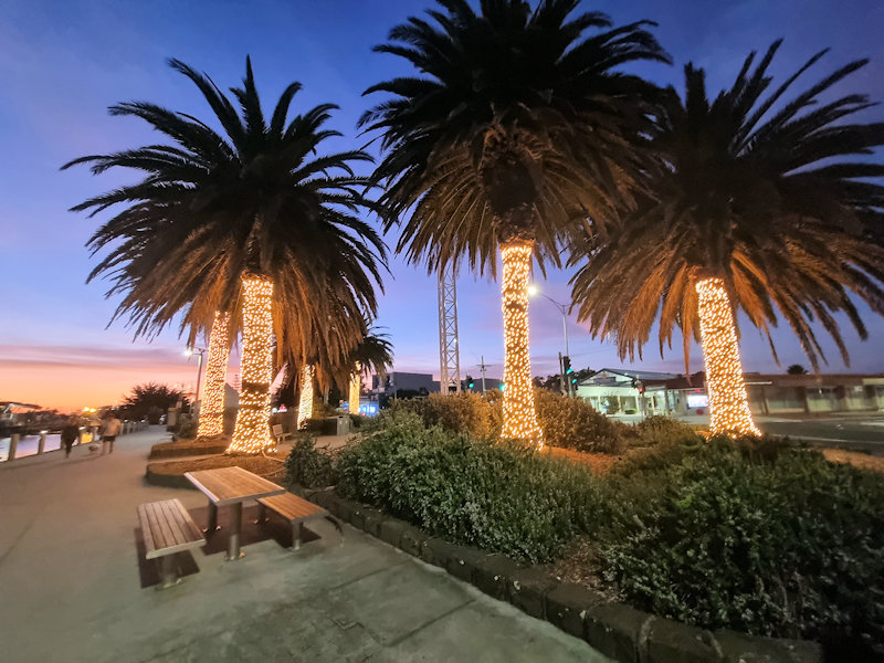 Palm Trees on the Esplanade Lakes Entrance