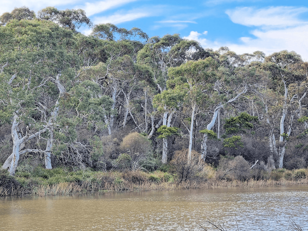 Wingecarribee River upstream of the weir