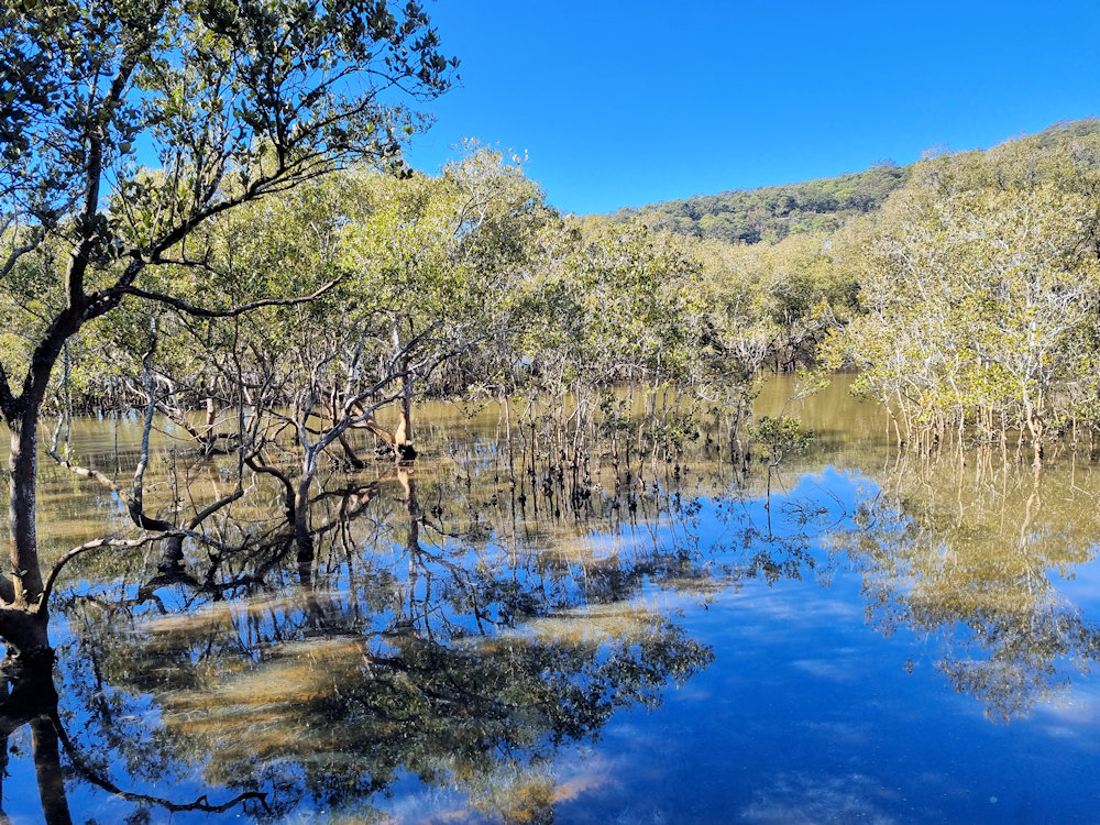 Mangroves growing on the riverbank Kangaroo Point to Brooklyn Boardwalk