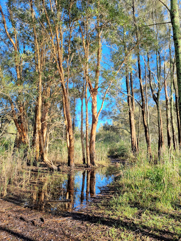 Trees on a muddy track after heavy rain Mackenzie Park Budgewoi