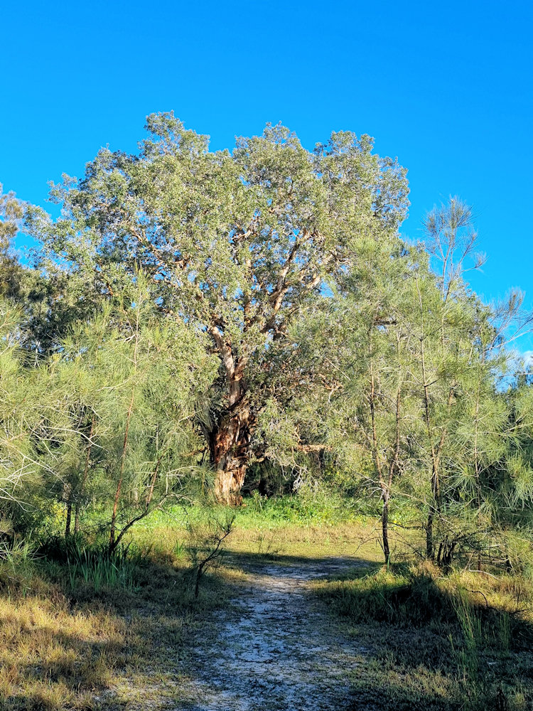 Trees on a muddy track after heavy rain