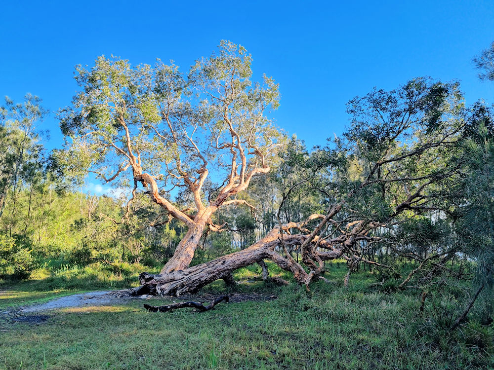 Old tree regrowing after taking a fall