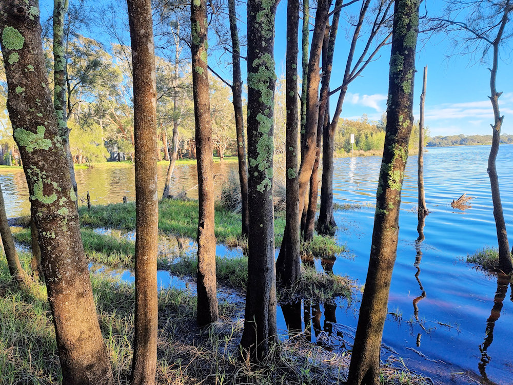 Trees on the shore of Lake Munmorah at high tide after heavy rain Mackenzie Park Budgewoi