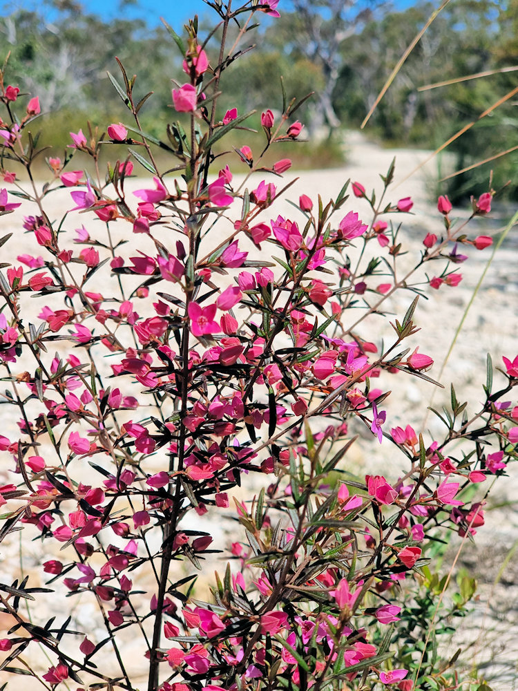 Australian wildflowers in bloom