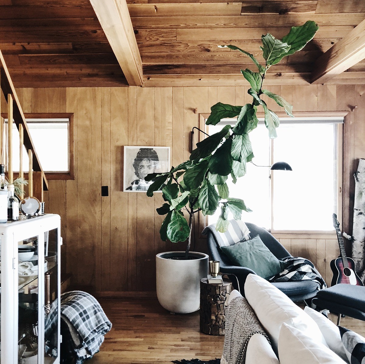 If it's in a planter . Pruning your Fiddle Leaf Fig - Deuce Cities Henhouse