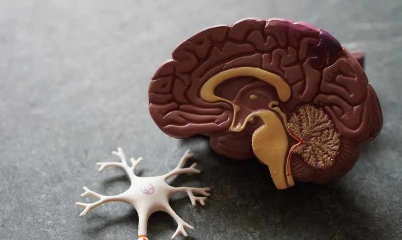 Brain Activity While Coding Differs From Processing Language Or Doing Maths - Landscape Wallpapers - Perfect High Resolution Collection