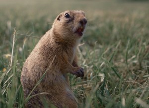 Genkit for Go: Google’s AI framework for gophers