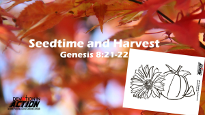 Something Beautiful #4: Seedtime and Harvest - Genesis 8:21-22