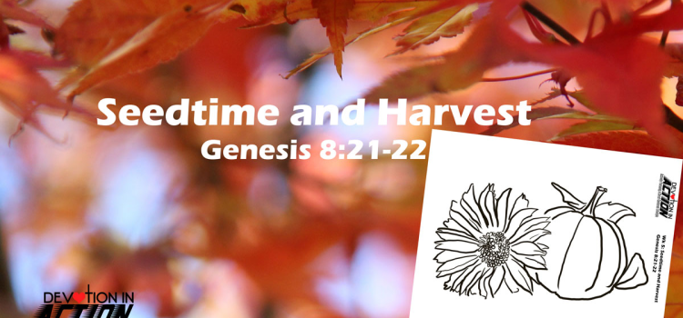 Something Beautiful #4: Seedtime and Harvest – Genesis 8:21-22