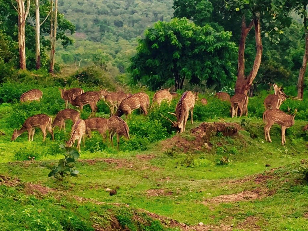 A herd of spotted deer