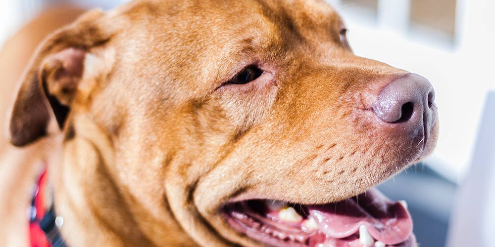 Explainer: What is Depth of Field in Photography? Depth of field with a dog