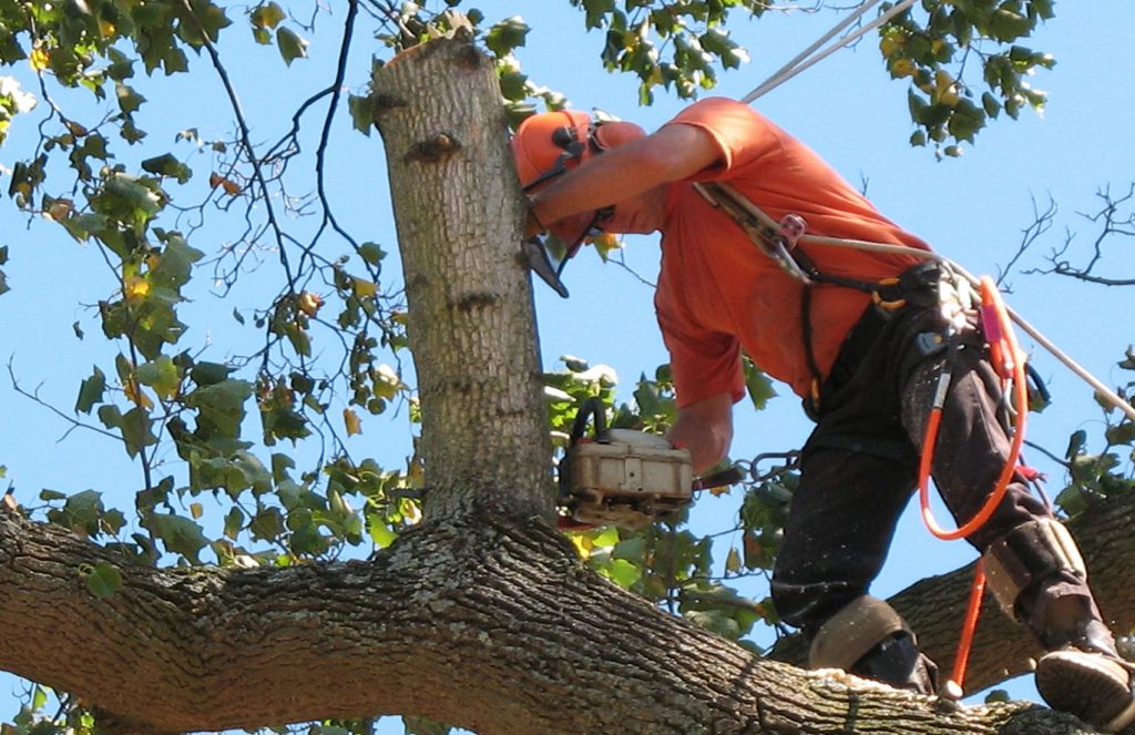 Tree Removal Services