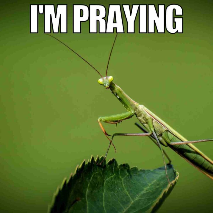 25 best prayer memes from funny to faithful