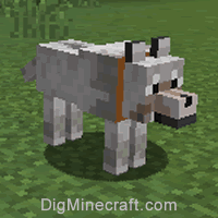 How To Dye Wolves In Minecraft Tutorial Pocket Edition Xbox Mutant Wolves Addon Minecraft Tutorial Minecraft Minecraft Crafts You can summon wolves using the following command. How To Dye Wolves In Minecraft Tutorial Pocket Edition Xbox Mutant Wolves Addon Minecraft Tutorial Minecraft Minecraft Crafts This is done using the summon command.
